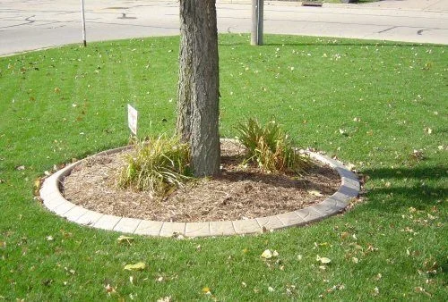 Circular concrete tree ring around a mature tree and ornamental plants