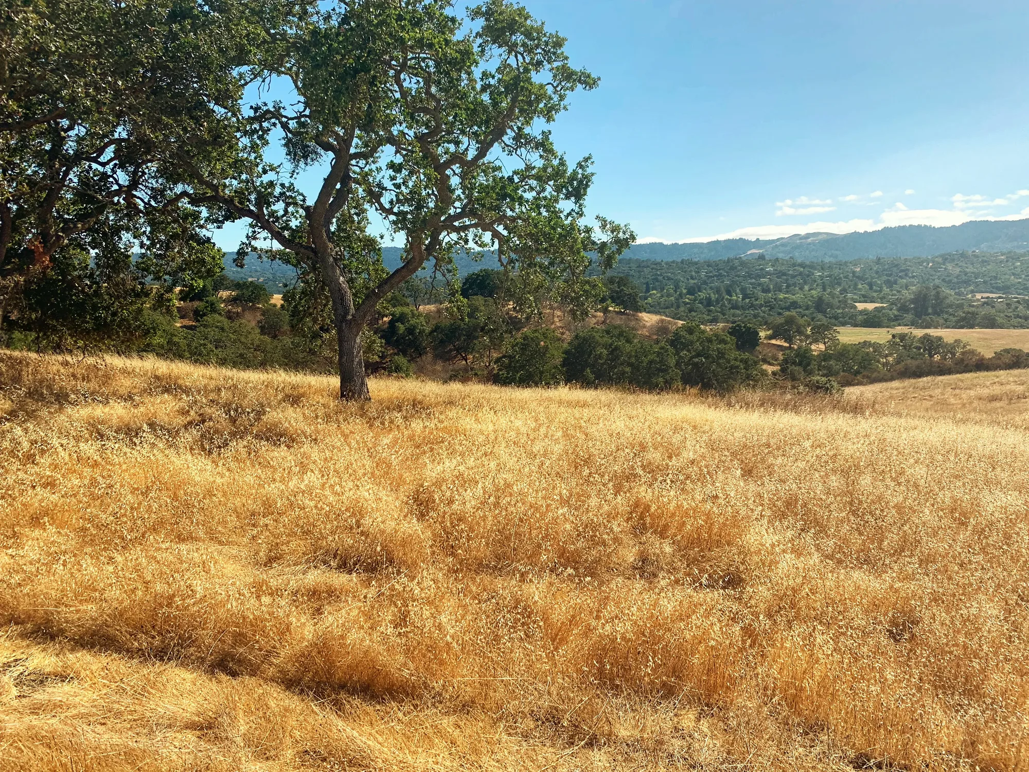 An oak tree on a golden grass hillside overlooking wooded Bay Area foothills