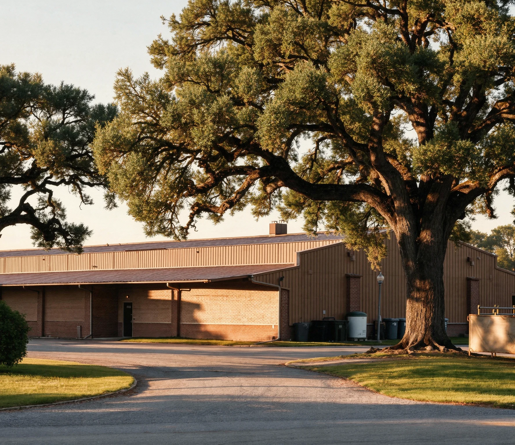 Mature tree beside a low-rise industrial building in warm evening light