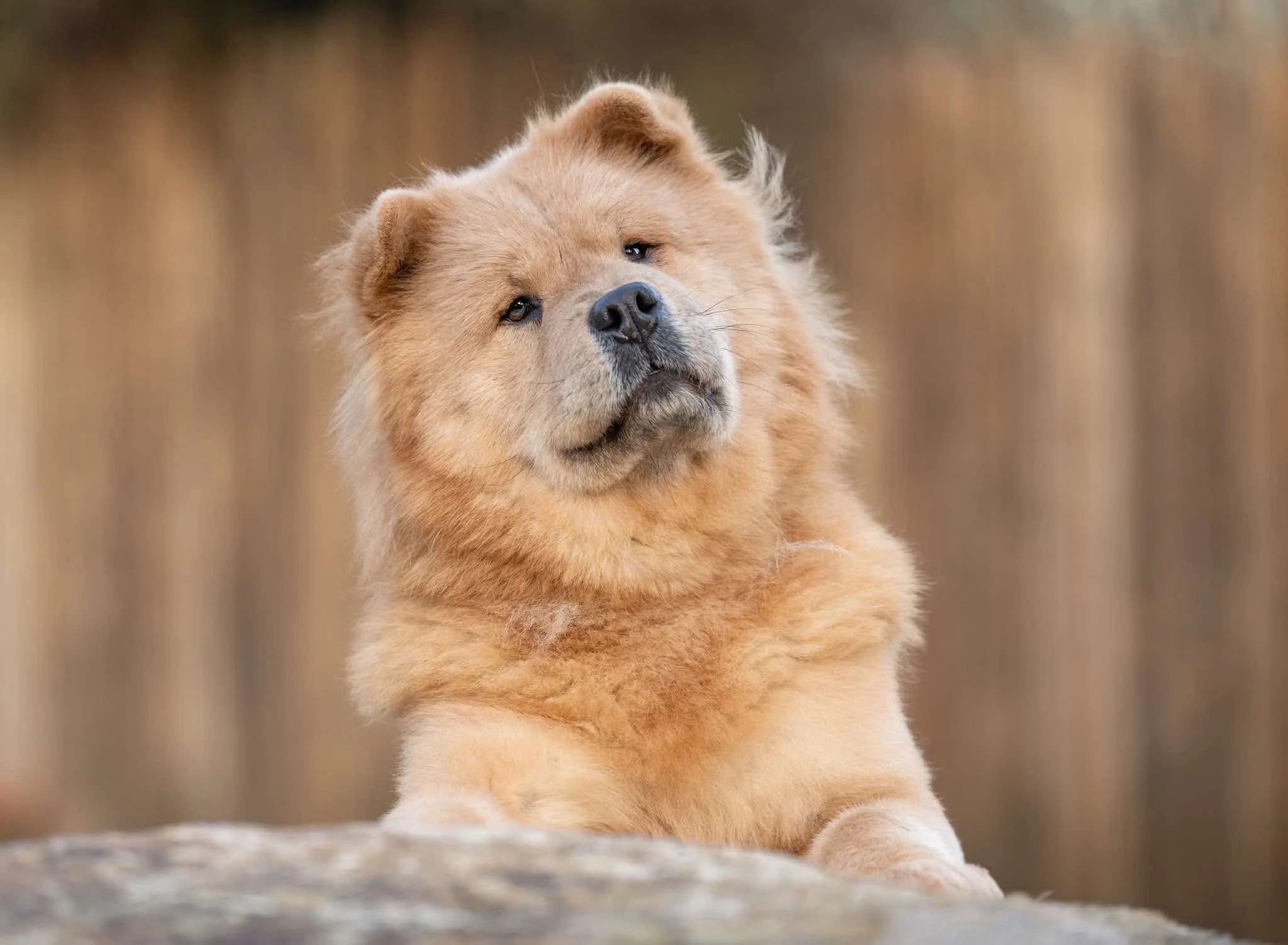 Peach, the Chow Chow co-host of The Biotech Startups Podcast