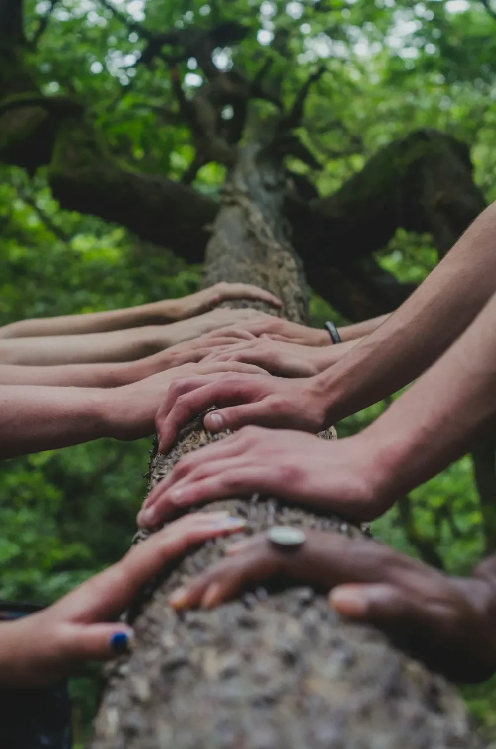 Hands resting together on a tree