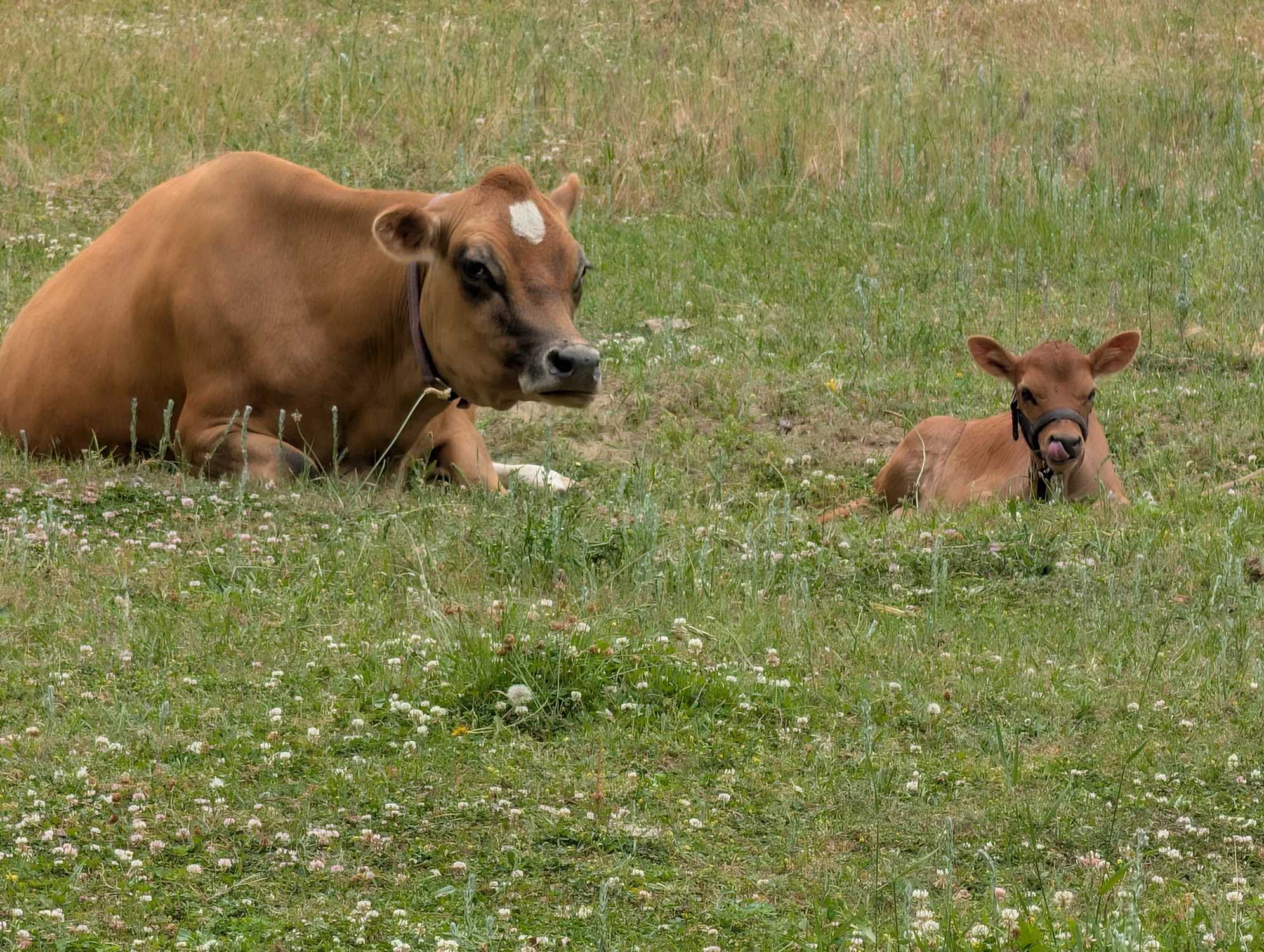 Clover, a Jersey Family milk cow · 4 yrs