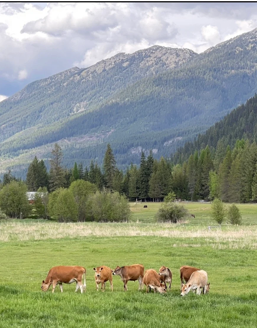 Providence Homestead Jersey cows grazing in a green pasture beneath forested Montana mountains