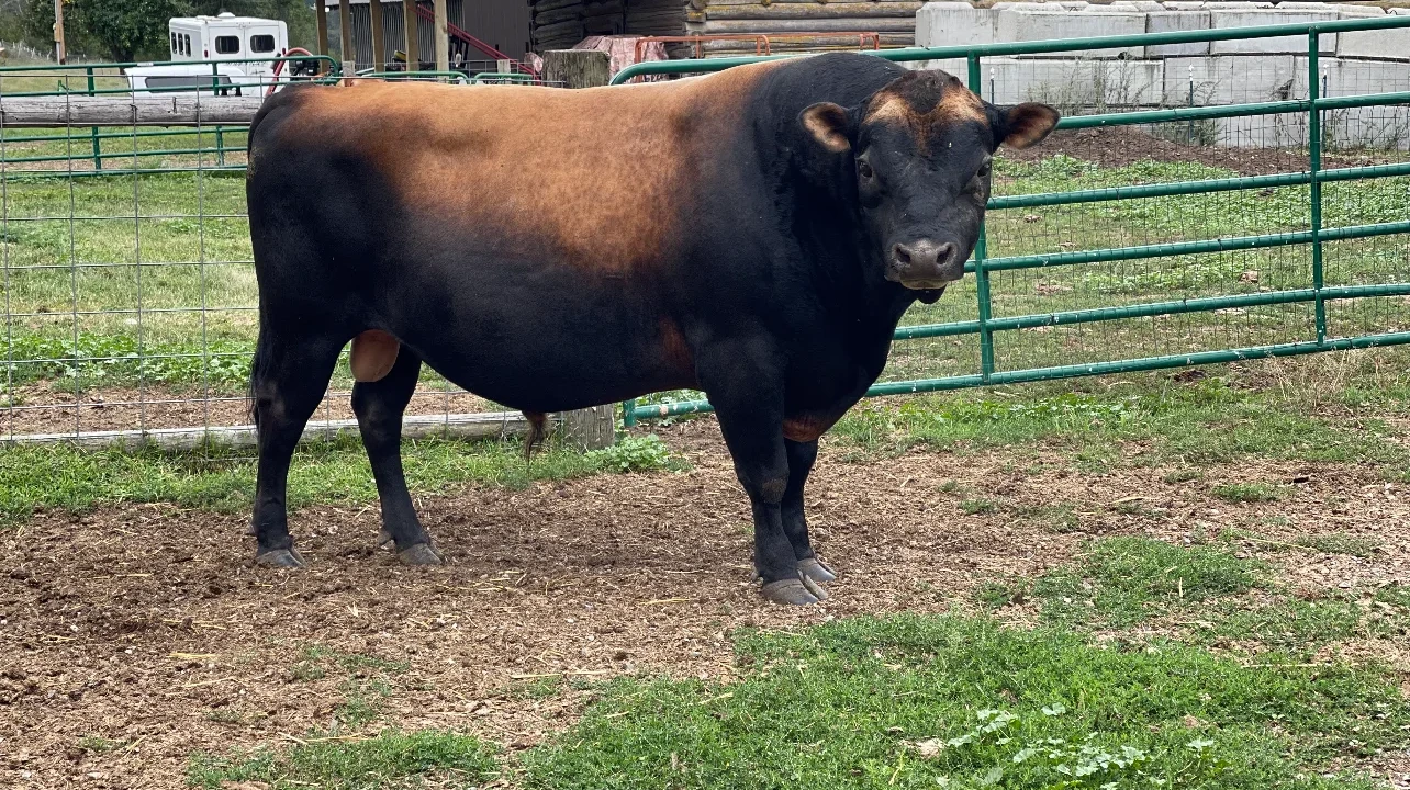 Constantine, a dark Jersey bull standing beside the Providence Homestead barn