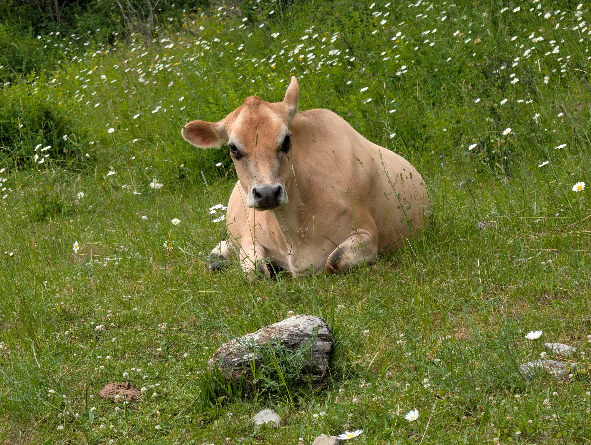 Buttercup, a Jersey Bred heifer · 2 yrs