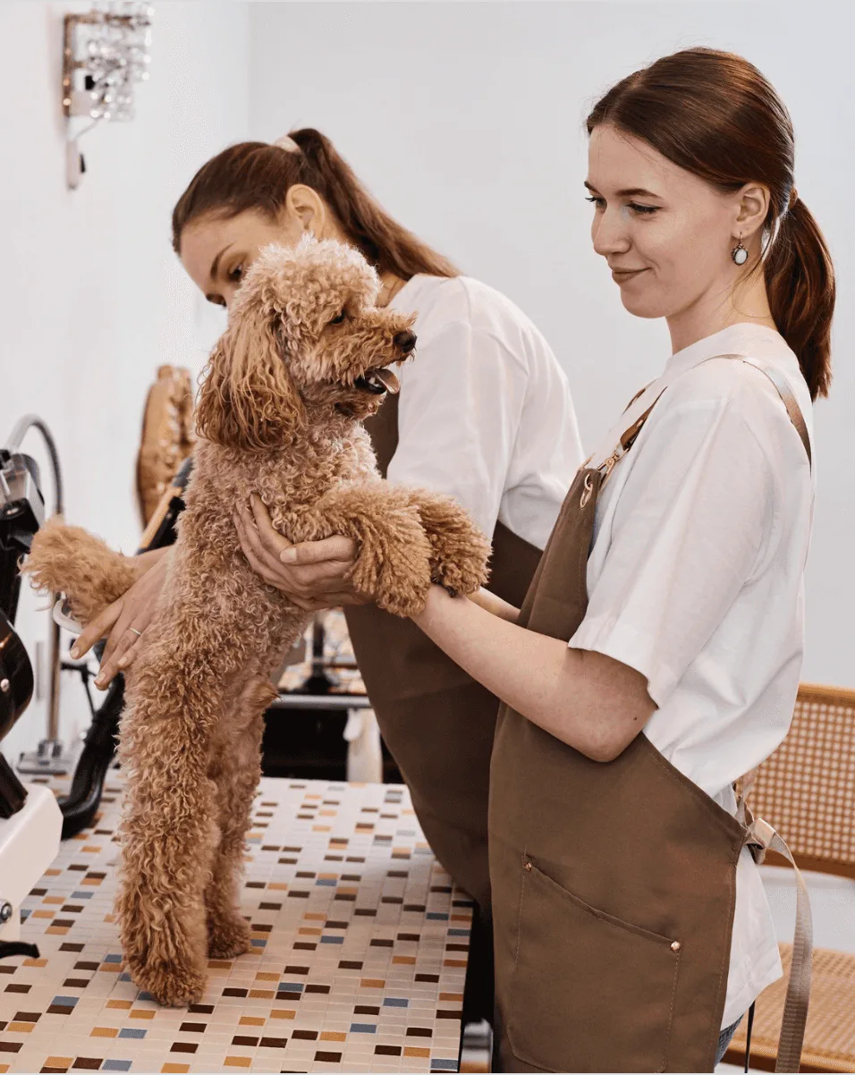 Two pet groomers in aprons grooming a poodle in a private Snout Studios suite