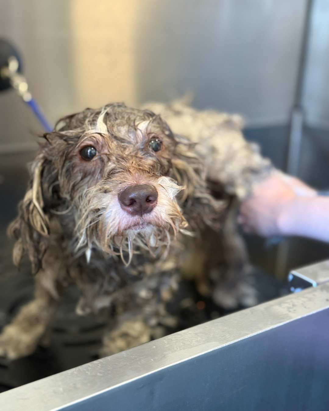 A wet doodle being bathed in a stainless-steel Waggz tub at Snout Studios