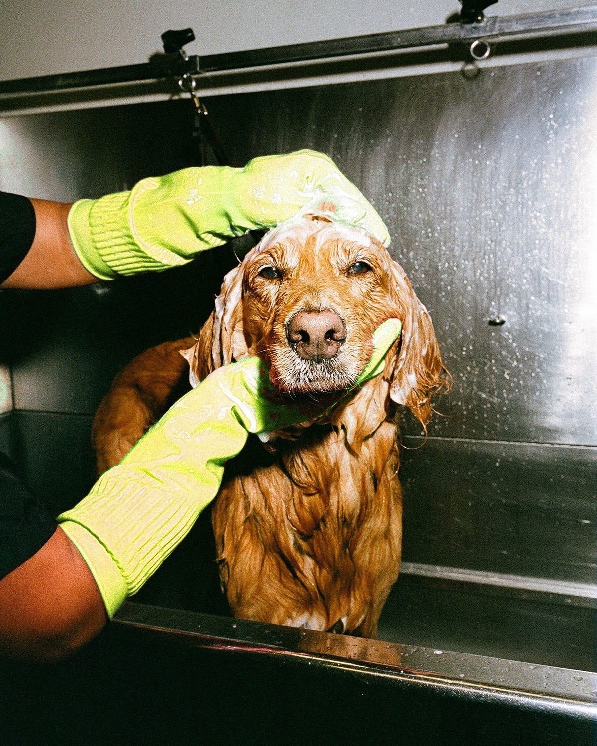 A golden retriever being washed in a stainless bathing tub at a Snout Studios suite