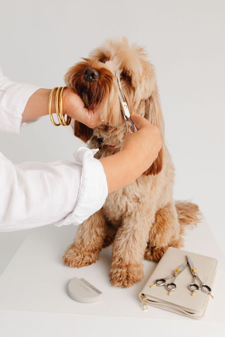 A pet professional trimming a doodle with grooming shears