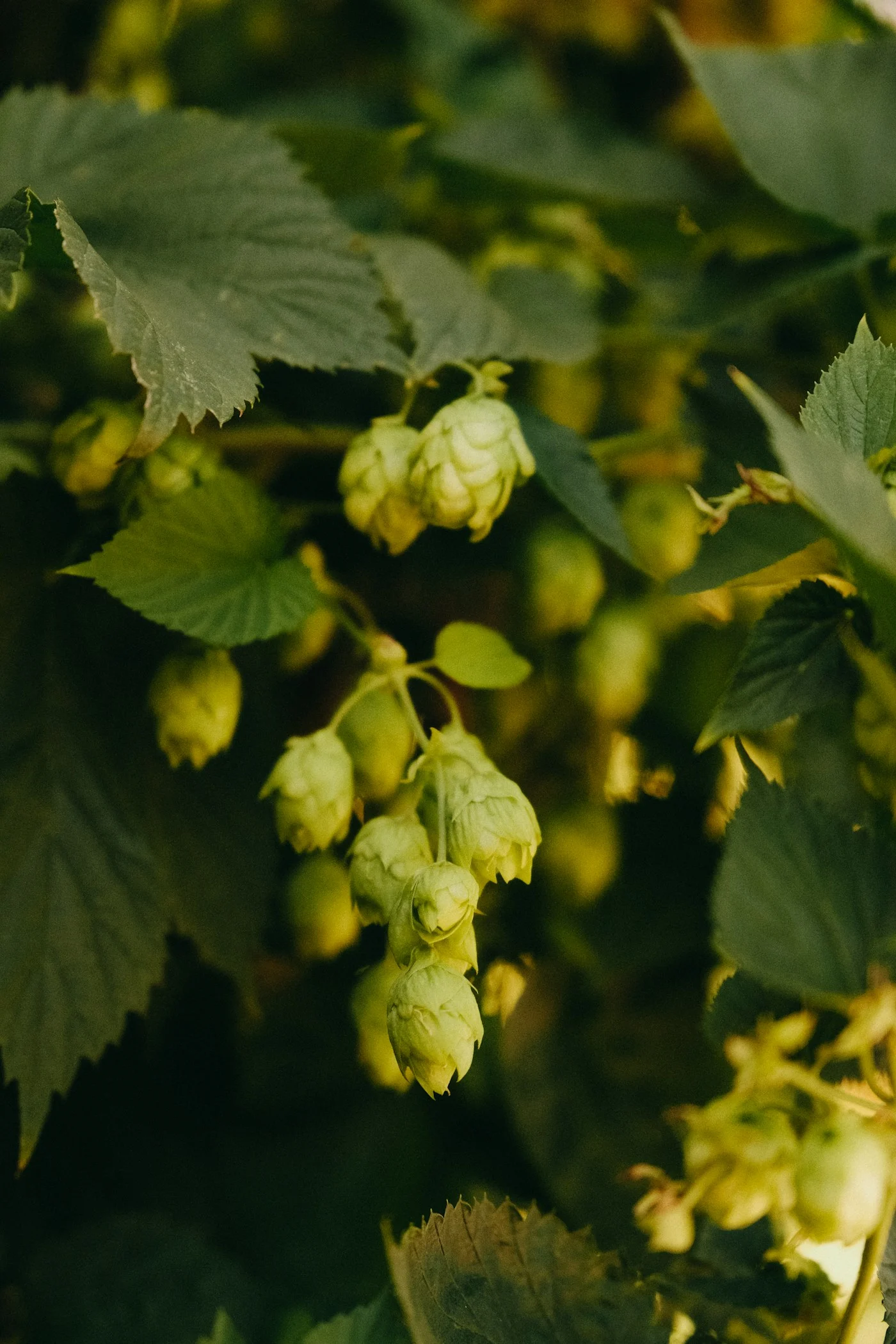 Illustrative photograph of hop cones