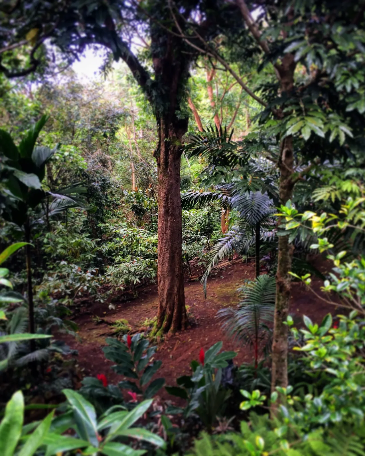 Layered tropical forest with a central tree, photographed by Ryan Schuster