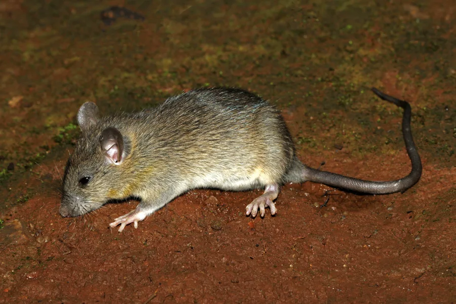 Black rat, the species also called the roof rat, with a long thin tail on reddish soil