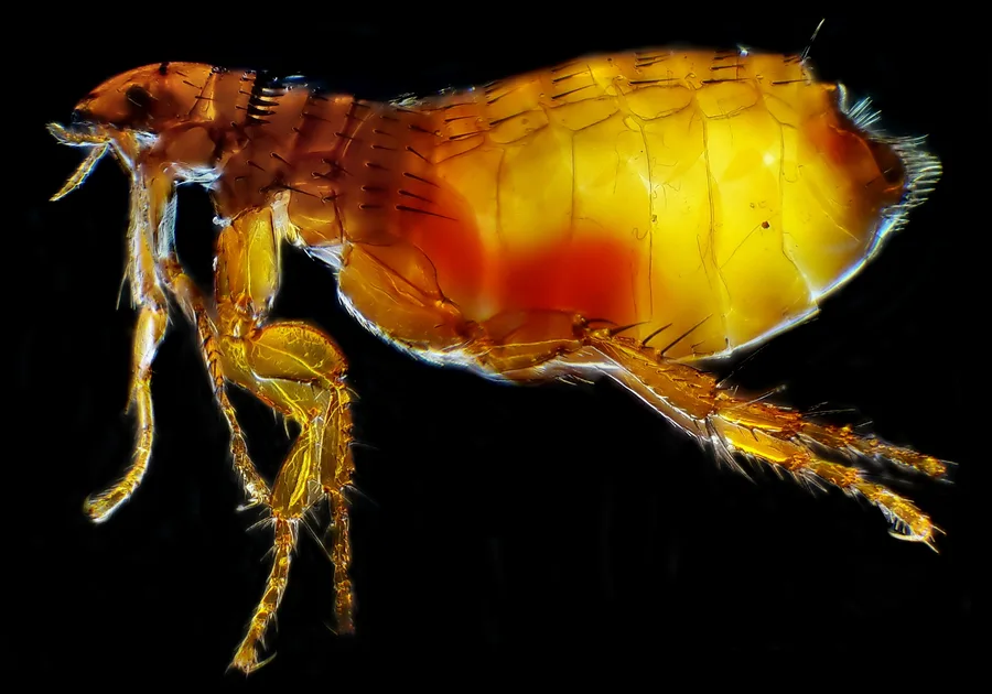 Magnified cat flea in side view on a black background