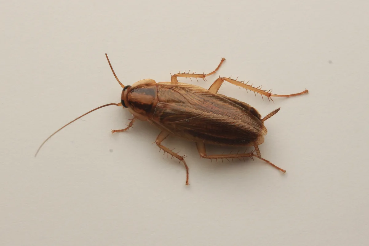 Adult German cockroach on a pale surface, showing its tan body and long antennae