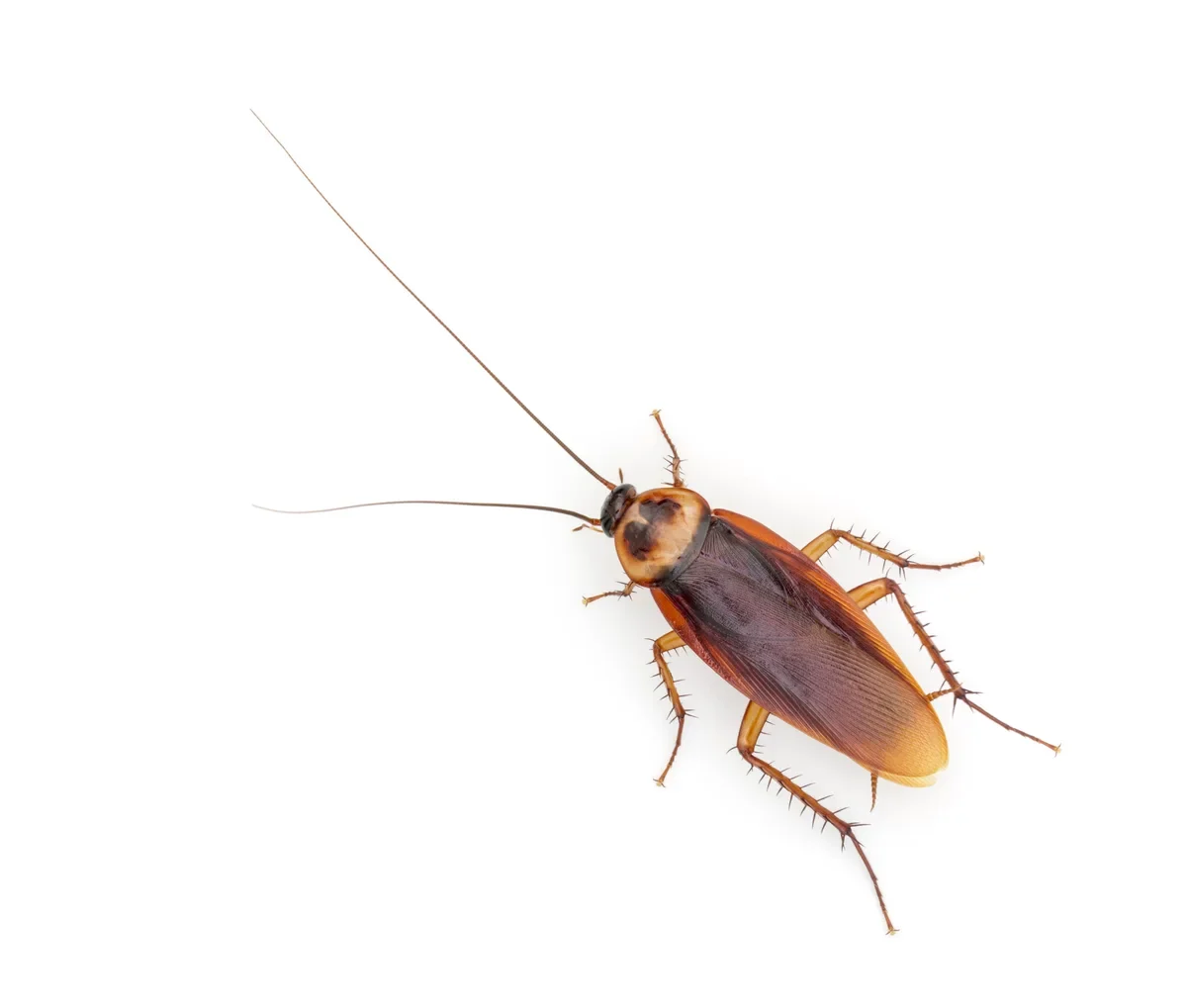 American cockroach photograph