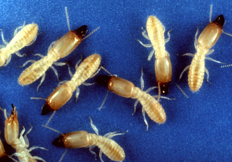 Pale eastern subterranean termite workers and soldiers with dark heads on a blue background