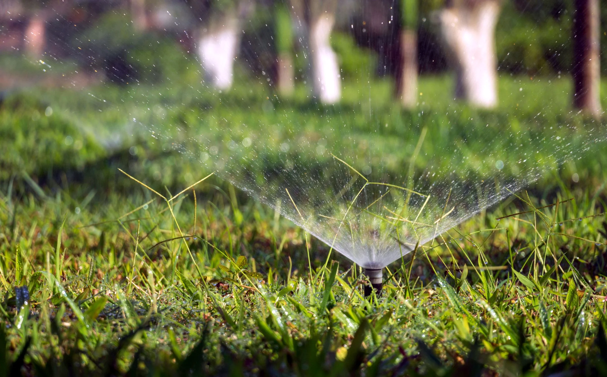 Pop-up sprinkler head spraying water across a green lawn