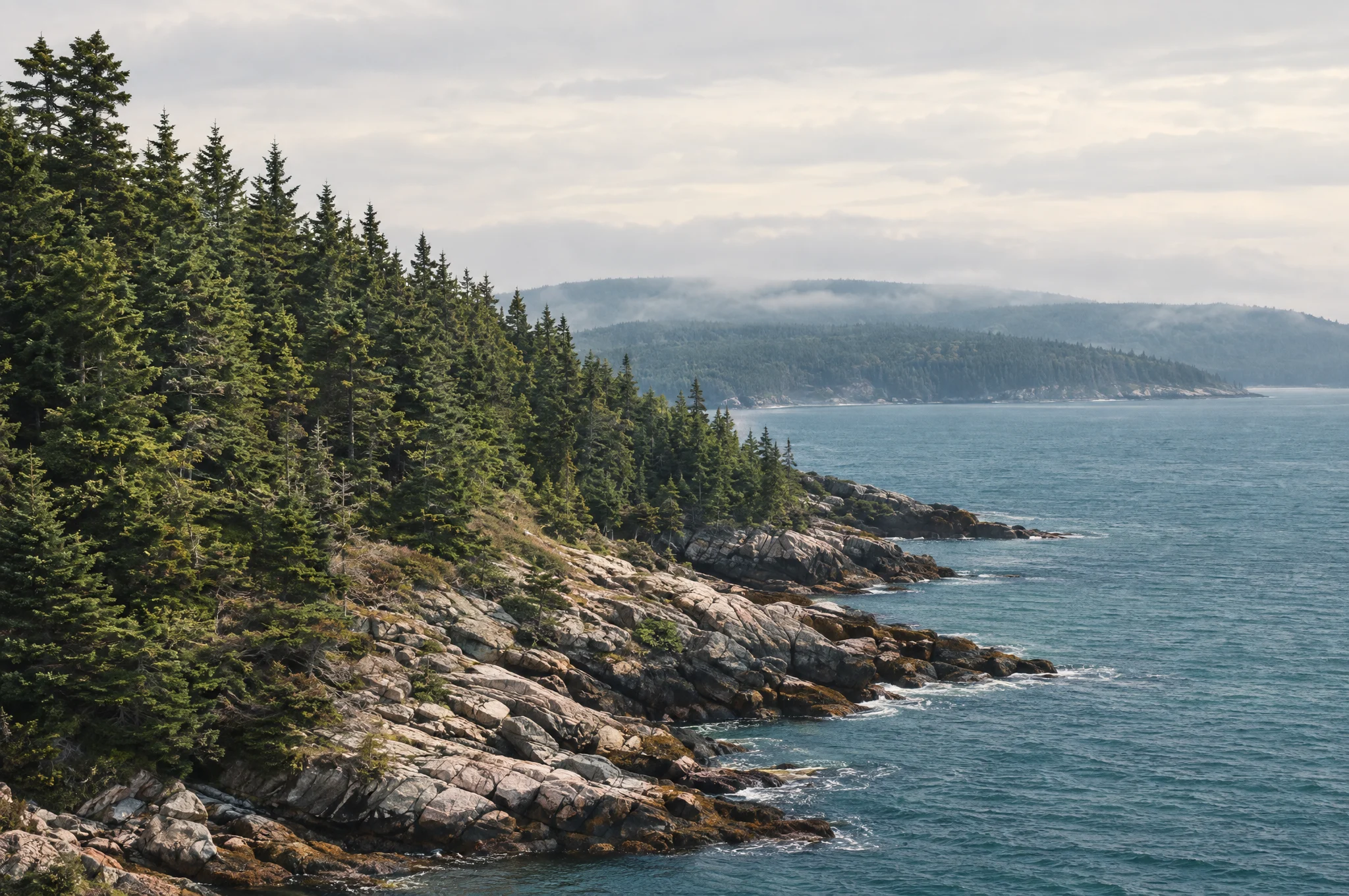 Evergreen forest along an Eastern Canadian shoreline