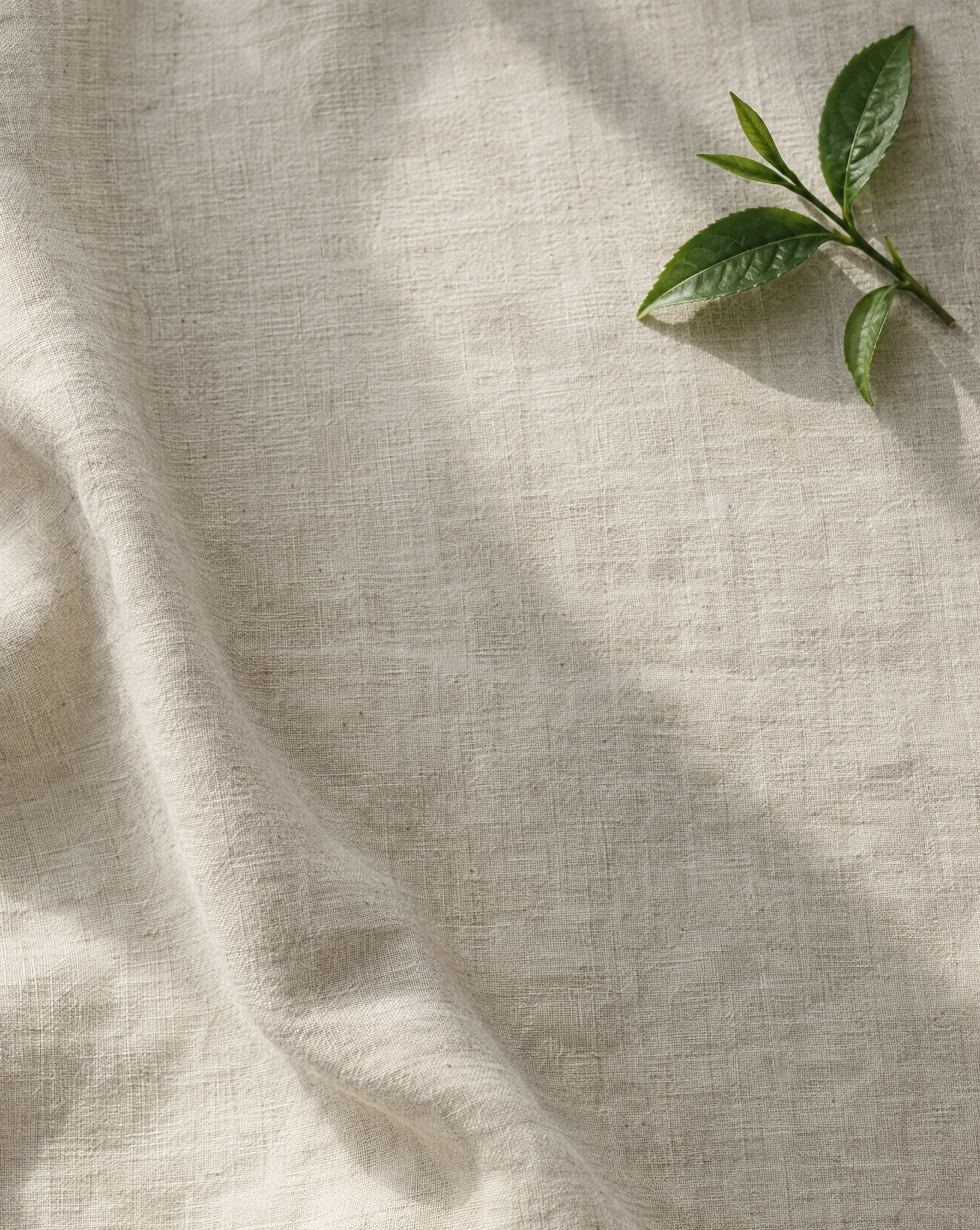 A single sprig of fresh tea leaves on natural linen