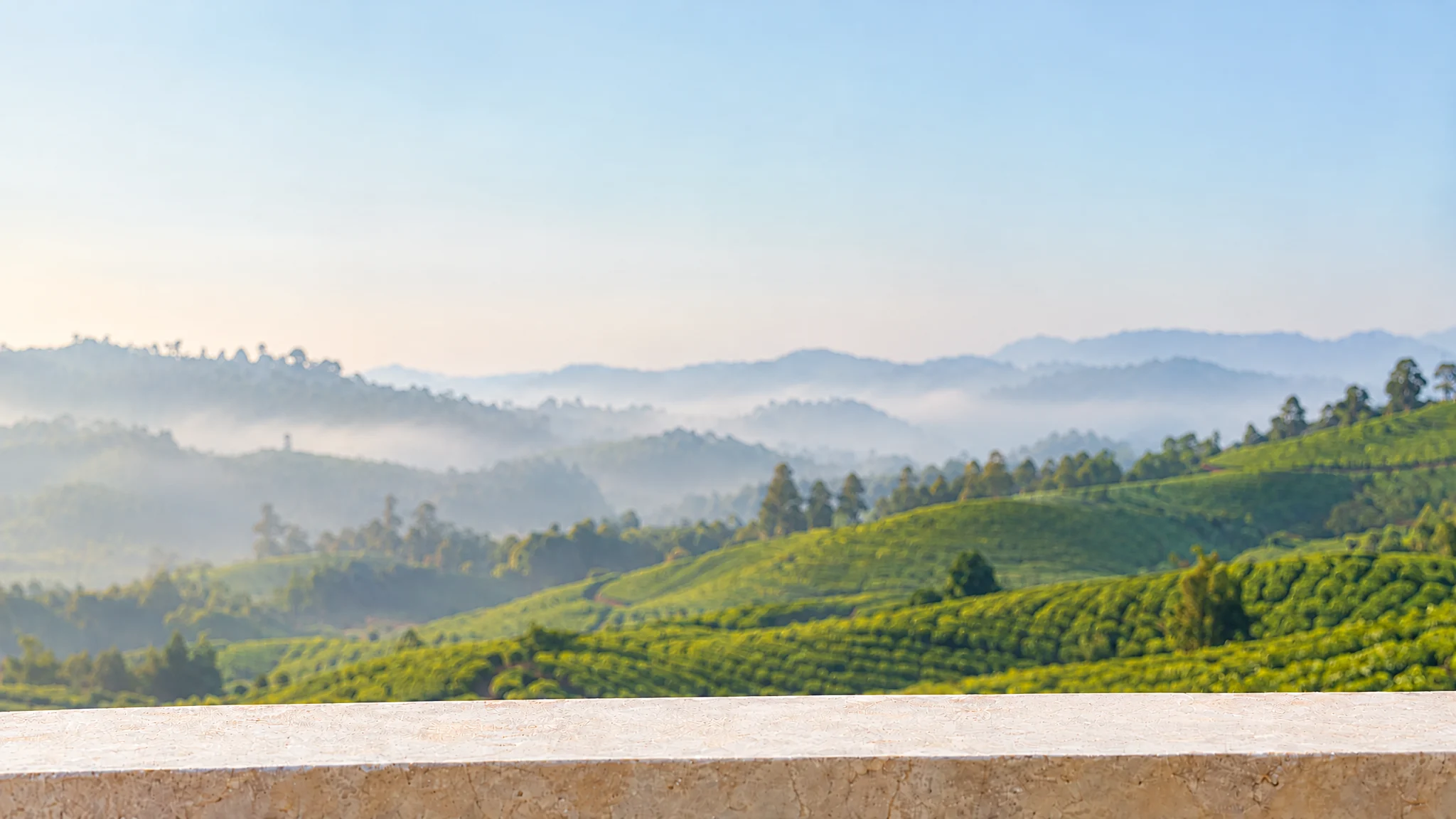 Misty terraced green tea hills under a soft morning sky, seen from a limestone ledge