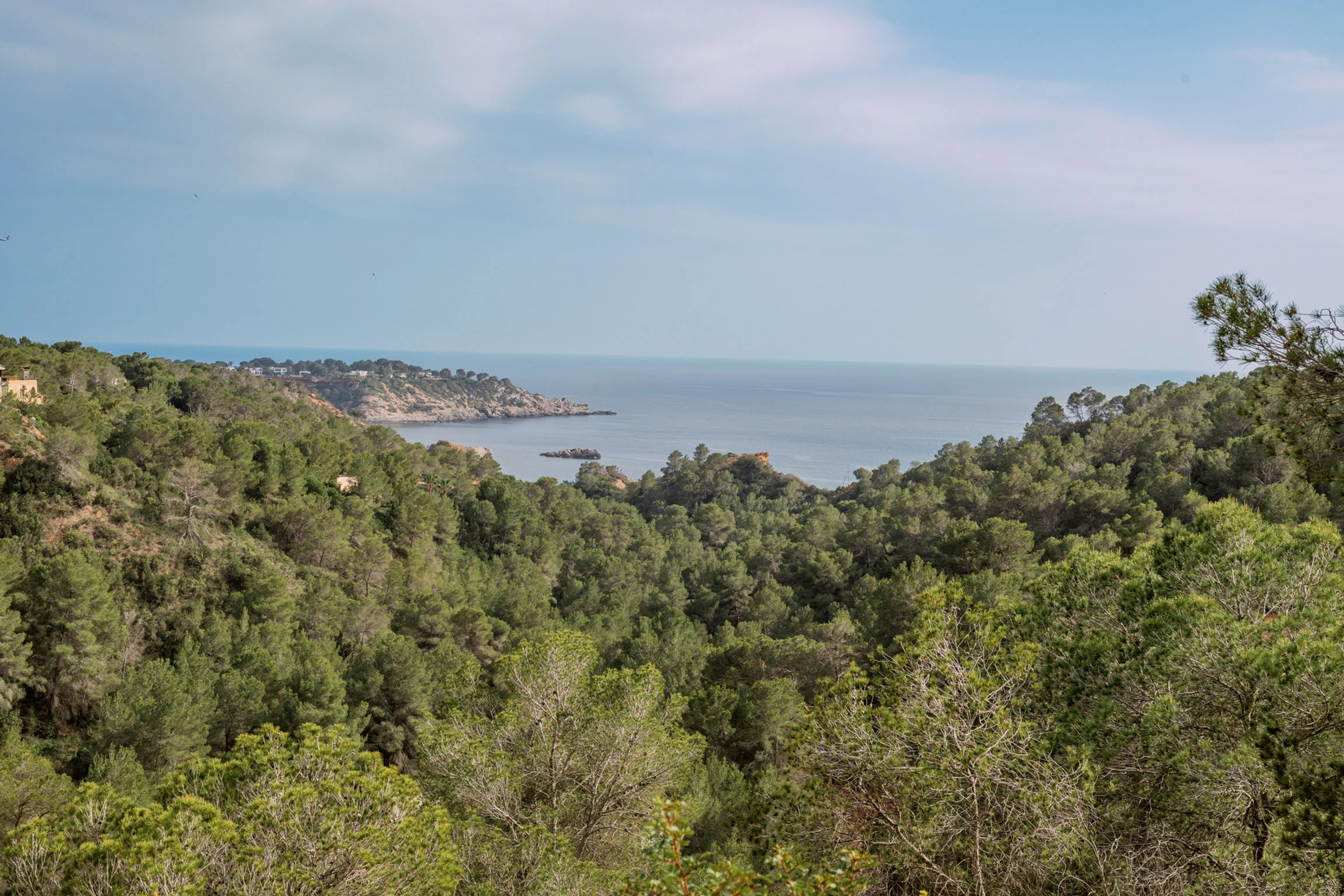 The Mediterranean coastline seen above the pine canopy