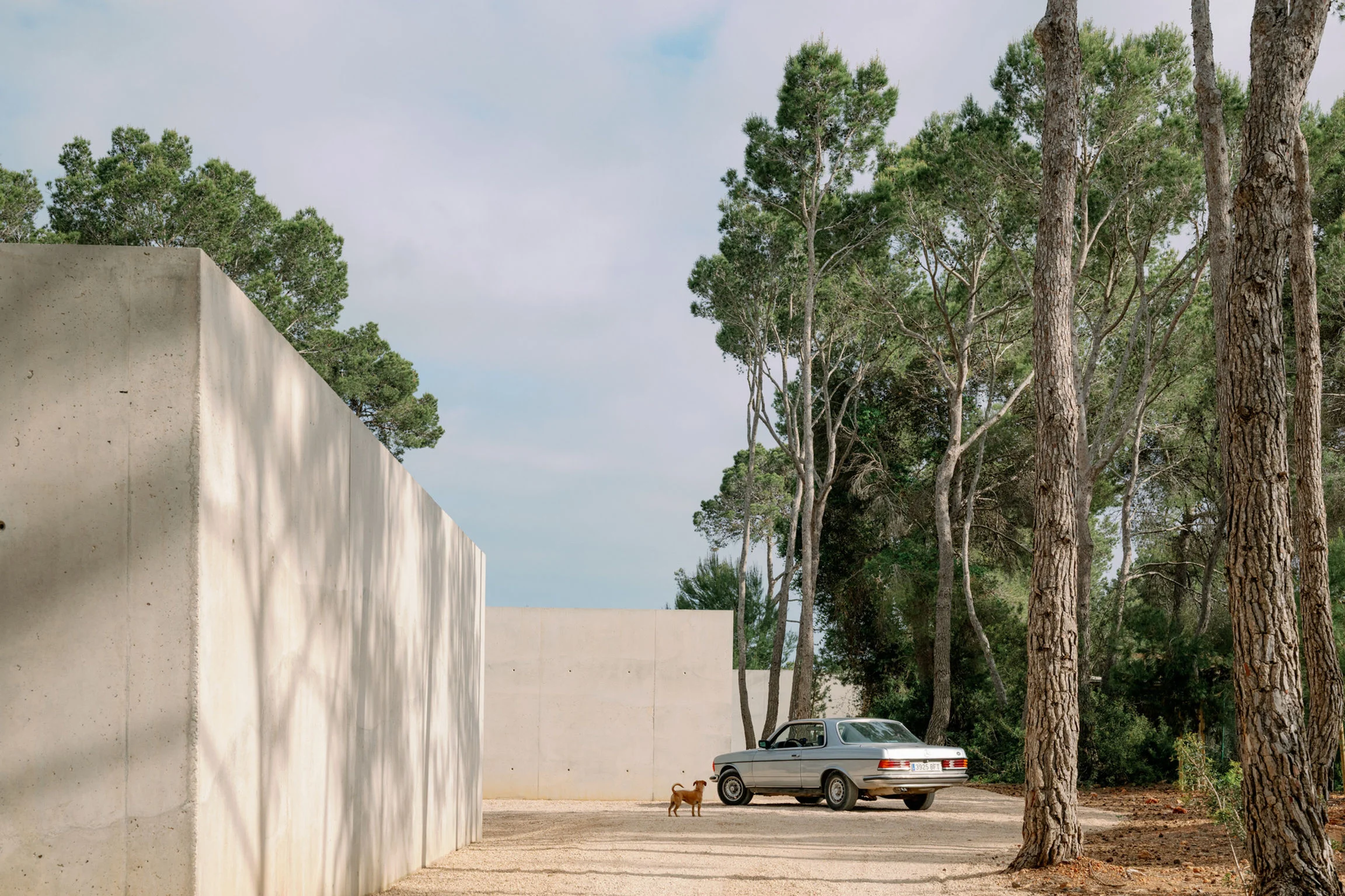 Pine shadows on a concrete wall beside a vintage car