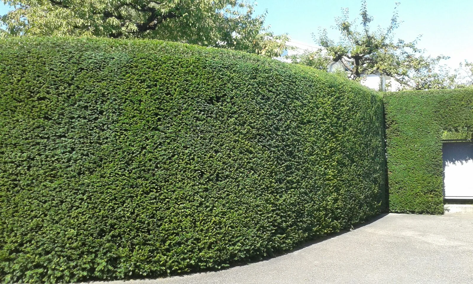 Frisch geschnittene Hecke im Garten