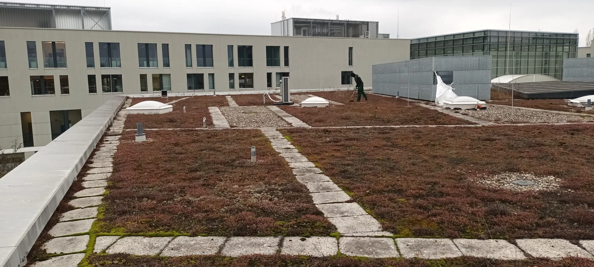 Gepflegte Dachbegrünung an einem Gewerbeobjekt
