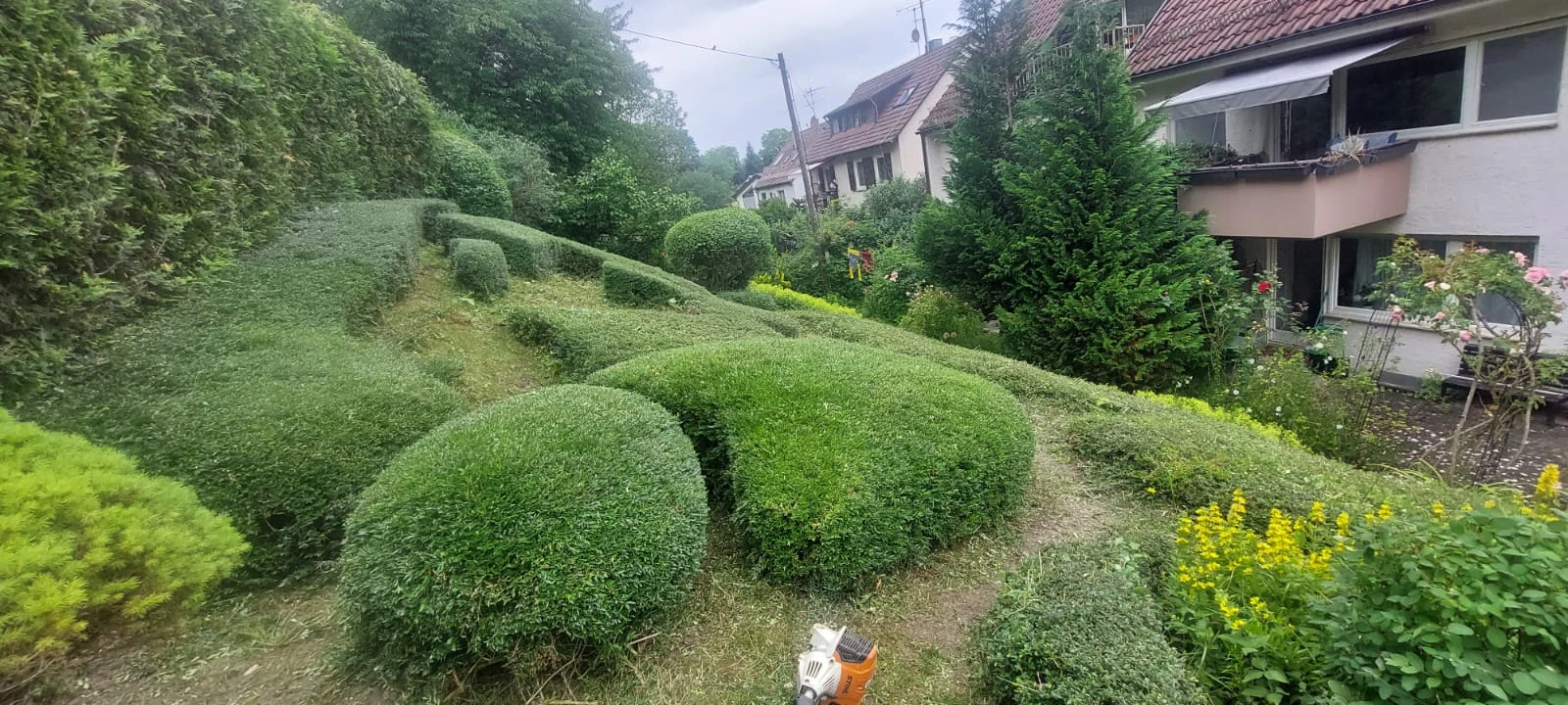 In Kugelform geschnittene Buchsbäume in einer gepflegten Gartenanlage