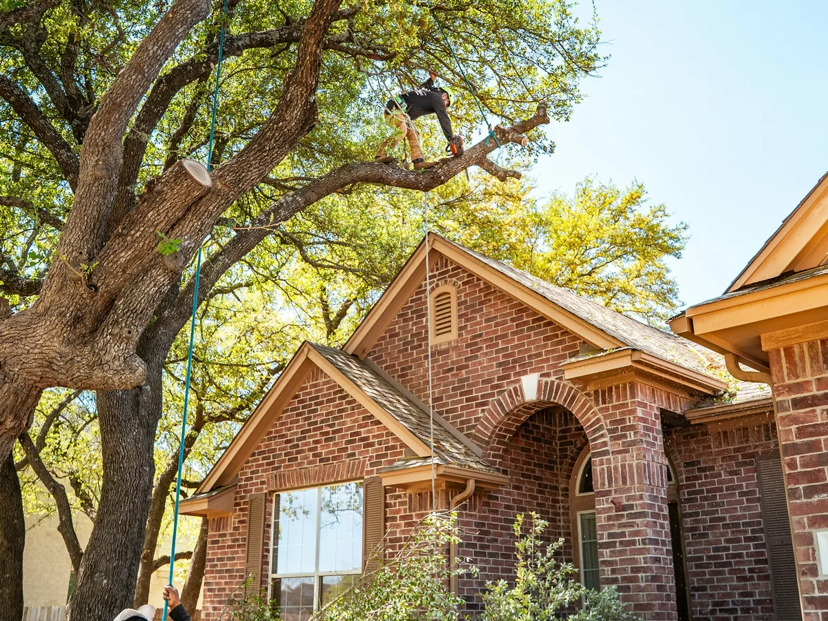 Tree service worker pruning a large tree above a residential property