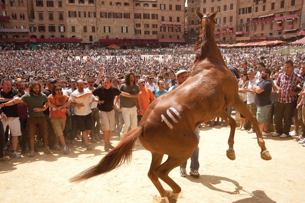 Horse and crowd at the Palio in Siena